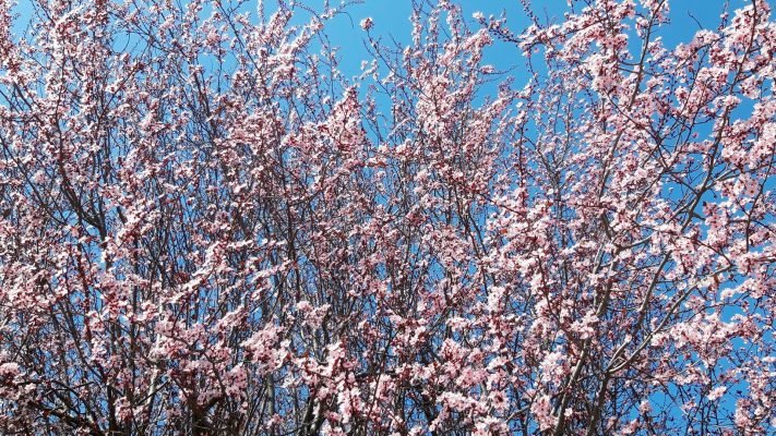 elena-martorella-fiori