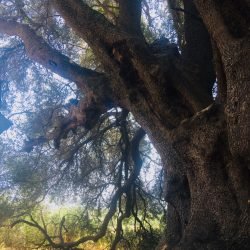 elena-martorella-gallery-19