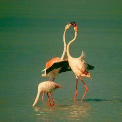 elena-martorella-minigallery-1